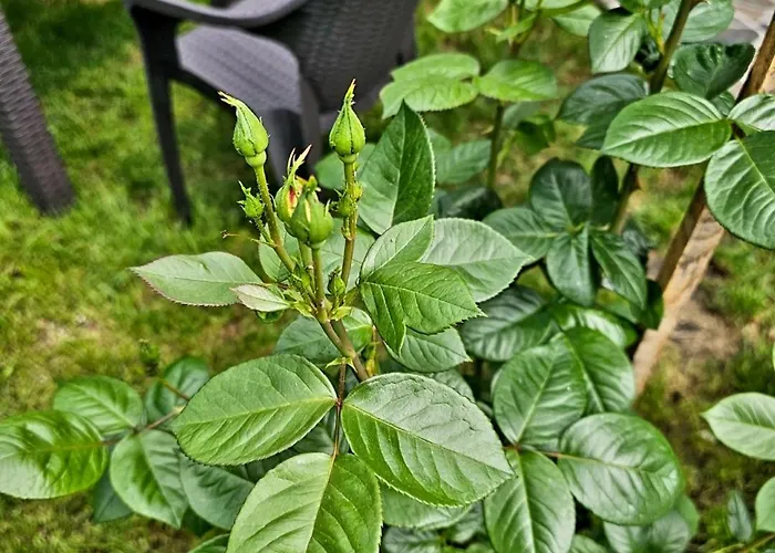 فيلة The Purple House-villa In *