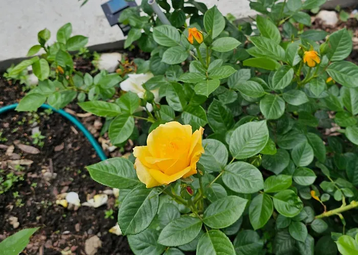 The Purple House-villa In فيلة بوخارست