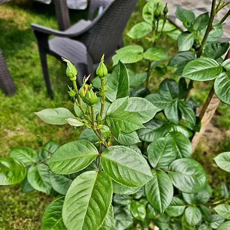 Willa The Purple House-villa In *