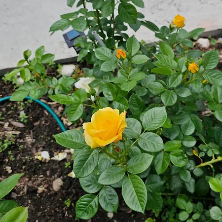 The Purple House-villa In Willa Bukareszt